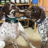 Entry image for Maui & Mayz