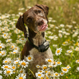 Entry image for Willa