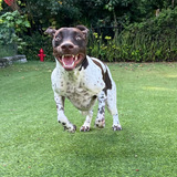 Entry image for Rowan