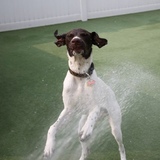 Entry image for Rosco