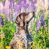 Entry image for Erma Opal