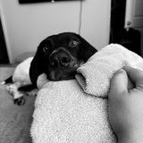 Entry image for Spud