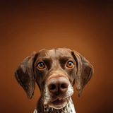 Entry image for Maverick