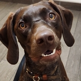 Entry image for Memphis Mae