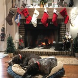 Entry image for Beau and Penny