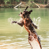 Entry image for Sterling