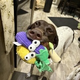 Entry image for Kimber