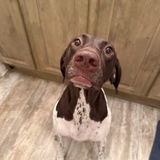 Entry image for Kimber