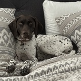 Entry image for Jovi