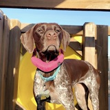 Entry image for Dixie 