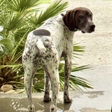 Entry image for GUNNER 