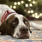 Entry image for Bert