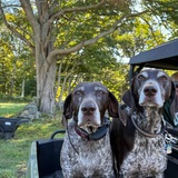 Entry image for Buzz and Hank 