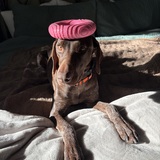 Entry image for Coco Chanel