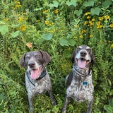 Entry image for Buzz and Hank in the garden