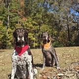 Entry image for Trigger & Gauge