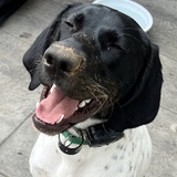 Entry image for Archibald 