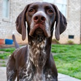 Entry image for Ranger