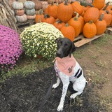 Entry image for Remi