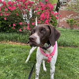 Entry image for Maggie