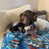 Entry image for Bailey