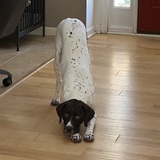 Entry image for Chief