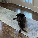 Entry image for Cindy Lou