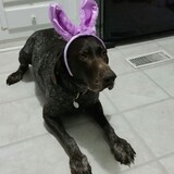 Entry image for Calie