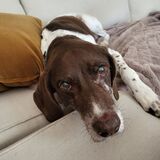 Entry image for Ranger