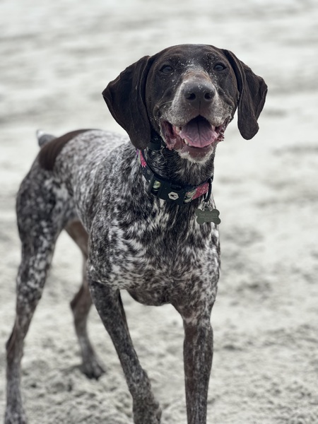 Entry image for Scout. Clicking this image will show a larger photo