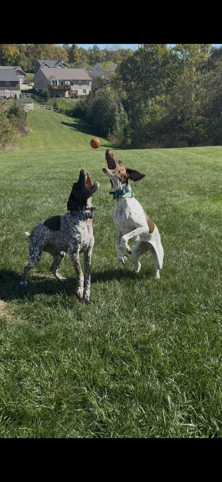 Entry image for Mayz and Maui. Clicking this image will show a larger photo