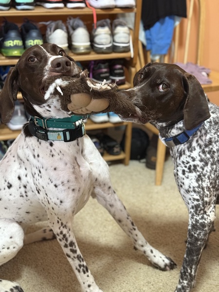 Entry image for Maui & Mayz. Clicking this image will show a larger photo