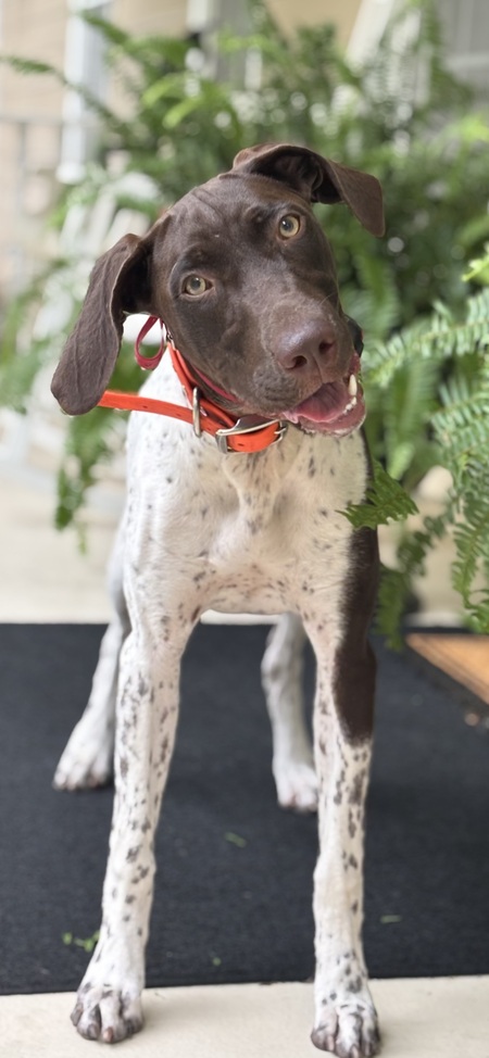 Entry image for Jena. Clicking this image will show a larger photo