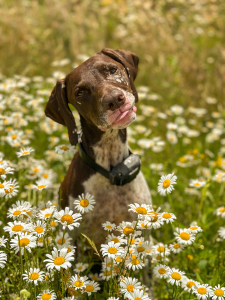 Entry image for Willa. Clicking this image will show a larger photo