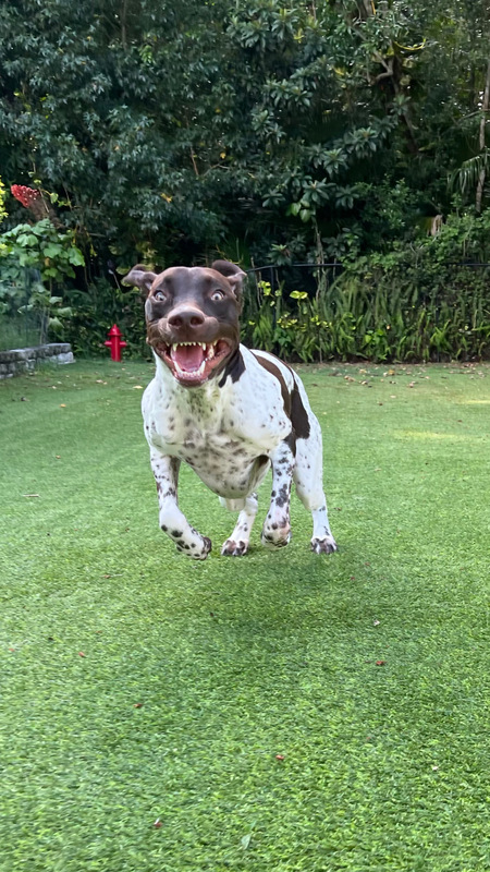 Entry image for Rowan. Clicking this image will show a larger photo