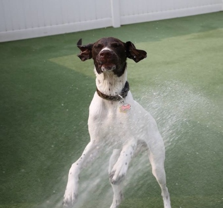 Entry image for Rosco. Clicking this image will show a larger photo