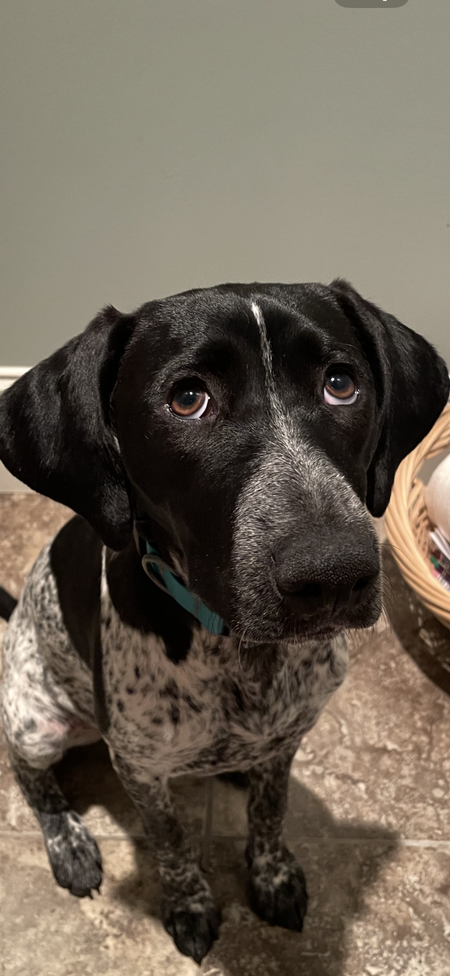 Entry image for Greta. Clicking this image will show a larger photo