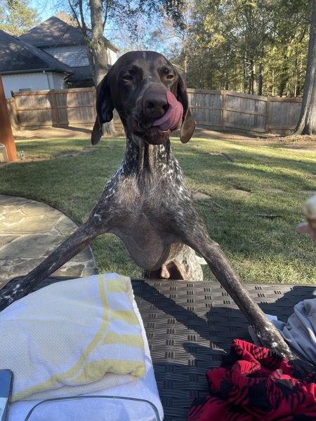 Entry image for Beaux. Clicking this image will show a larger photo