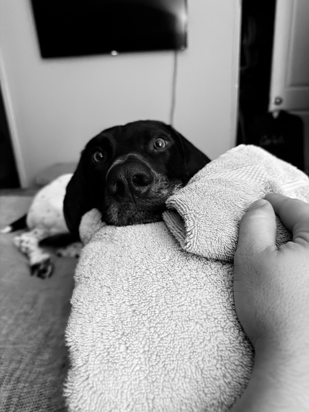 Entry image for Spud. Clicking this image will show a larger photo