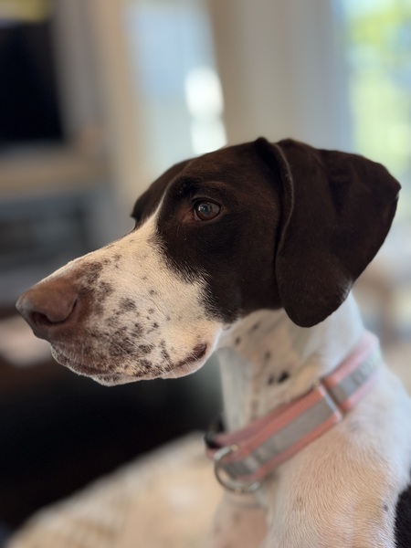 Entry image for Bianka. Clicking this image will show a larger photo