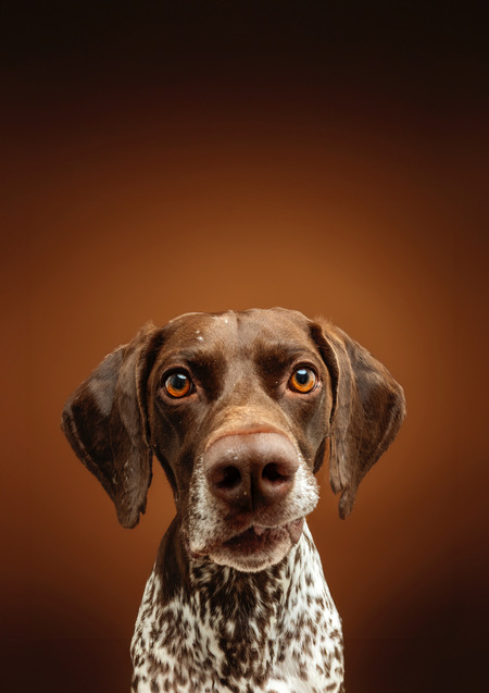 Entry image for Maverick. Clicking this image will show a larger photo