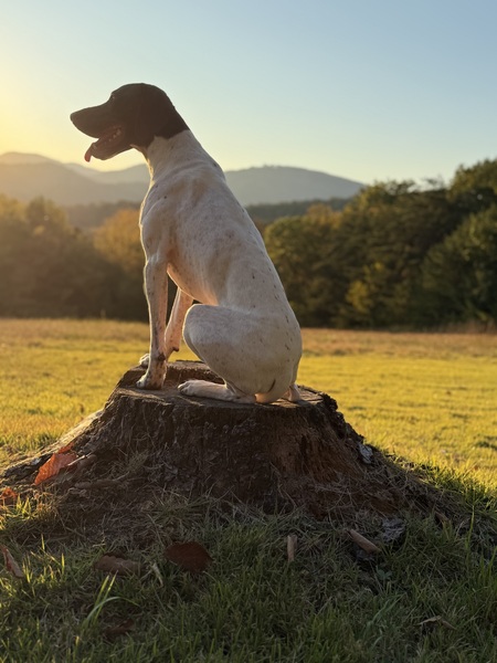 Entry image for Winnie . Clicking this image will show a larger photo