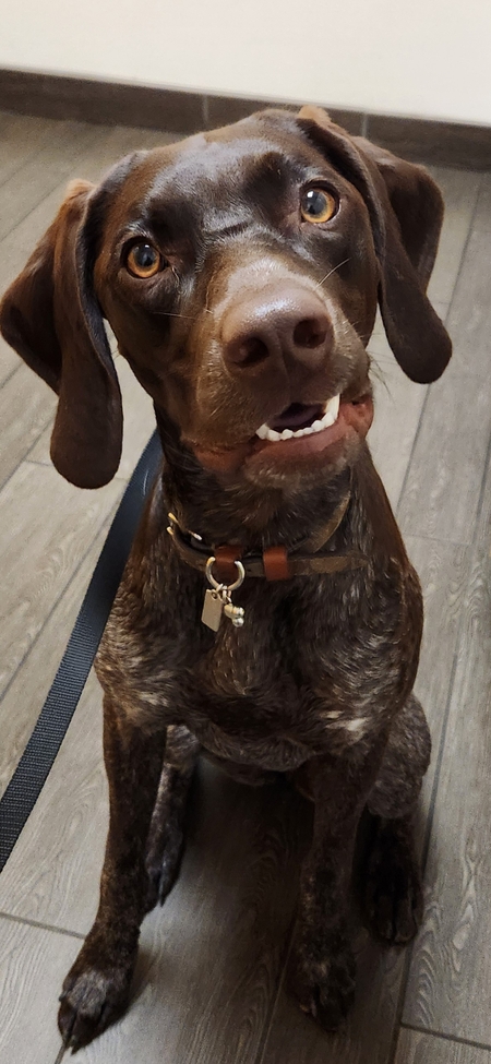 Entry image for Memphis Mae. Clicking this image will show a larger photo