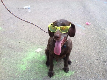 Entry image for Beau. Clicking this image will show a larger photo