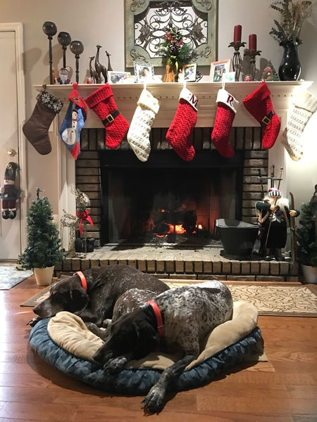 Entry image for Beau and Penny. Clicking this image will show a larger photo