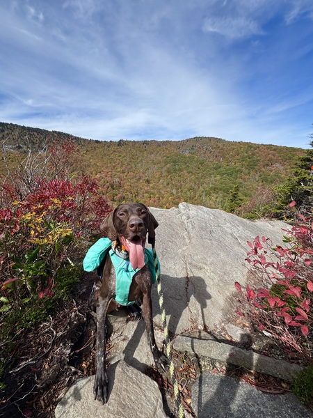 Entry image for Boone. Clicking this image will show a larger photo