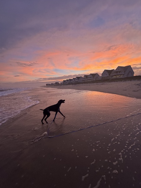 Entry image for Boone. Clicking this image will show a larger photo