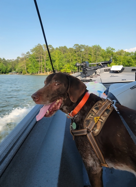 Entry image for Abe. Clicking this image will show a larger photo