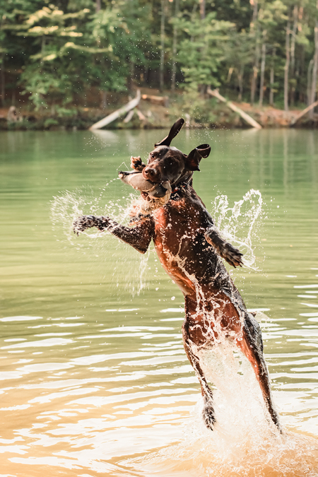 Entry image for Sterling. Clicking this image will show a larger photo