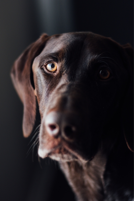 Entry image for Sterling. Clicking this image will show a larger photo